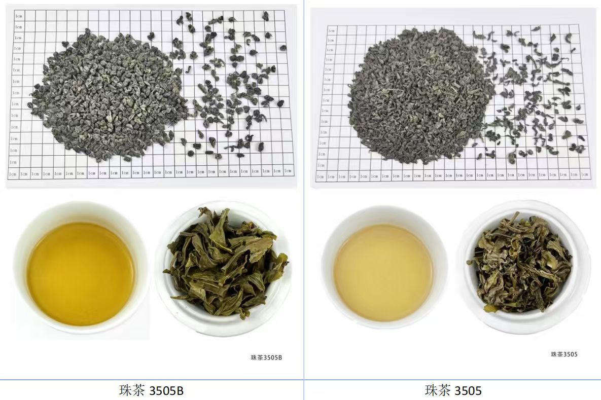 珠茶