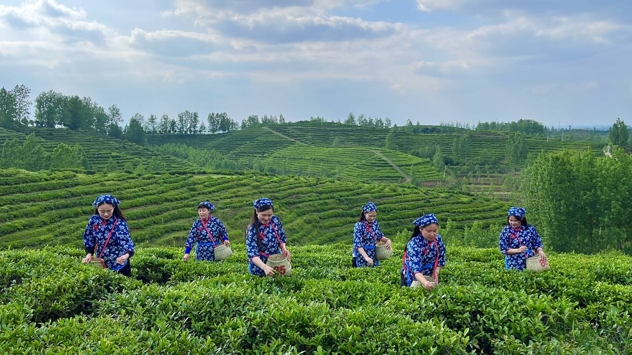 采茶.jpg